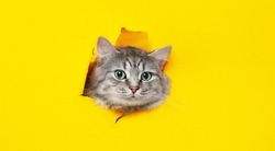 Funny gray tabby cute kitten with beautiful big eyes on bright trendy yellow background. Lovely fluffy cat climbs out of hole in colored background. Free space for text.
