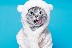 Funny gray tabby cute kitten with beautiful big eyes licking lips. Pets concept. Lovely fluffy cat in bear costume on blue background.