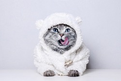 Funny gray tabby cute kitten with beautiful big eyes licking lips. Pets concept. Lovely fluffy cat in bear costume on white background.