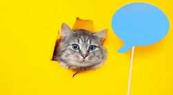 Funny gray tabby cute kitten with beautiful blue eyes on bright trendy yellow background. Lovely fluffy cat climbs out of hole in colored background. Free space for text.