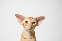 Funny large ginger kitten with beautiful big brawn eyes. Lovely cat Oriental breed on gray background. Free space for text. Wide angle horizontal wallpaper or web banner.
