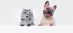 Funny large longhair gray kitten with beautiful big eyes and dog of the French Bulldog breed on white table. Lovely fluffy cat licking lips. Free space for text. Mockup for your product. 