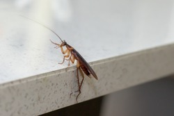 Cockroach Pest Control. Cockroach walking over a kitchen bench