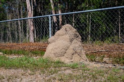 Termite mound/nest build through a wire fence