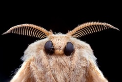 Poodle moth from extreme macro photography with black background 