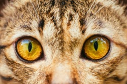 Yellow Cats eyes: Close up of a tabby cats eyes,Closeup of Hypnotic Cat Eyes