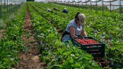 Woman picks strawberries in the greenhouse with harvest. Berry season