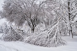 Old broken trees under the weight of snow. Weather collapse in the city. Heavy snowfall brokens down trees