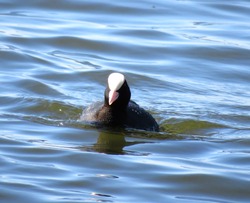 An adult Eurasian Coot (Fulica atra) also known as Common Coot standing in shallow water, against a blurred blue water background, swimming