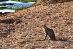 Adorable homeless cat on the volcanic shore of the Atlantic Ocean in the area of Essaouira in Morocco in the low tide time.