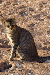 Portrait of the adorable homeless cat on the volcanic shore of the Atlantic Ocean in the area of Essaouira in Morocco in the low tide time.