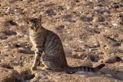 Adorable homeless cat on the volcanic shore of the Atlantic Ocean in the area of Essaouira in Morocco