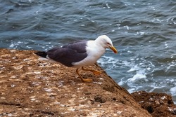 The yellow-legged gull on the volcanic shore of the Atlantic Ocean in the area of Essaouira in Morocco.