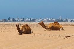 Two of camels are resting on the beach on the Atlantic ocean coast near Essaouira town. Morocco.