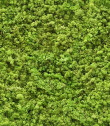 Seamless texture of wall decorated with flotal moss. Wroclaw. Poland.