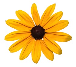 Yellow Daisy Flower Clip Art