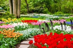 Beautiful flower beds in Keukenhof park, Holland