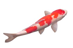 isolated Koi goldfish in orange and white color swimming against white background