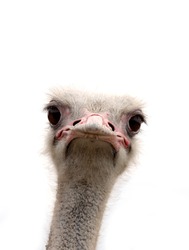 ostrich isolated