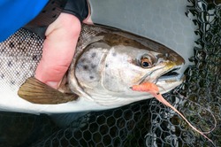 Holding the fresh caught sea trout
