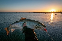 Sunset winter fishing for sea trouts