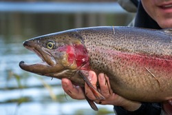 Steelhead trout portrait 

