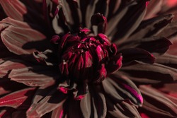 Macro of a red dahlia - cultivar Black Jack