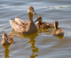 duck with her children