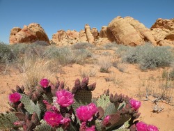 Beavertail Cactus in Valley of Fire state park, Nevada