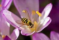 Close up of Hover Fly Collecting Pollen from Autumn Crocus