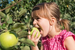 A little girl eat an apple from a tree