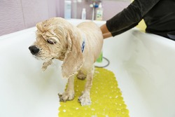 Pet groomer washing dog in bathroom.Professional animal grooming service in vet clinic.Veterinarian washes stray cocker spaniel doggy with shampoo in bath.Animals healthcare and hygiene services
