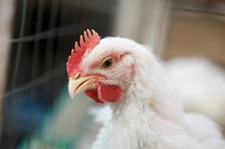 Portrait of white layer hen with red crest on head in livestock farm incubator cage.Chicken poultry background.Hen roost at live stock farmhouse.Farming industry & natural meat concept