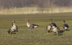 Group of white fronted geese resting and feeding in coastal golf course grassland