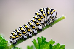 Caterpillar of a black swallowtail butterfly munching on parsley. Larva of the (eastern) black swallowtail (Papilio polyxenes), also called the American swallowtail or parsnip swallowtail.