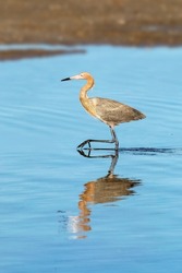 A reddish egret bird, searching for its next meal, is wading in shallow water with a reflection at Ding Darling National Wildlife Refuge on Sanibel Island, Florida.