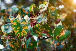Pear trees fisease, rust spot on leaves. Fruit tree infected with fungus, yellow rust. Fruit plant disease. Pear leaf with Gymnosporangium sabinae infestation. Rust on plants, prevention trees disease
