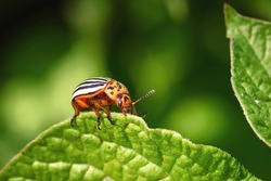 Colorado potato beetle eats green potato leaves closeup. Leptinotarsa decemlineata. Adult colorado beetle, pest invasion, parasite destroy potato plants, farm damage. Protecting plants concept