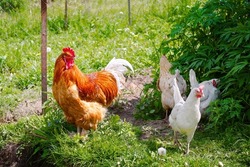 Rooster and chickens in the farm yard. Red rooster flapping his wings. Adult rooster spread wings. Poultry farming. Farm poultry  