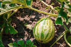 Watermelon grow in farm field. Natural watermelon growing on farmland, growing water-melon, cultivation of melon cultures. Sweet fruit growing in garden, plant and grow watermelons