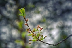 Cherry blossom buds on tree branch in spring, cherry tree. Buds on spring tree. Spring branch of cherry tree with pink budding buds and young green leaves close up. Selective focus