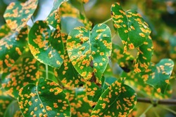 Gymnosporangium sabinae, trellis rust of pear. Pear tree disease, rust spots fully cover green leaves, fungal infection. European pear rust fungal pathogen, pear trellis rust. Plant damage