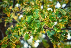 Gymnosporangium sabinae, trellis rust of pear. Pear tree disease, rust spots fully cover green leaves, fungal infection. European pear rust fungal pathogen, pear trellis rust. Plant damage