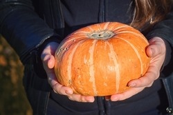 Pumpkin in female hand. Woman hold in hands small orange pumpkin. Autumn vegetable harvest. Autumn season concept with pumpkin.