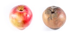 Good vs bad, good versus evil, good apple vs rotten apple isolated on white background