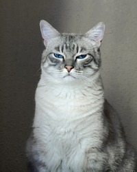 Portrait of a gray cat with blue eyes.