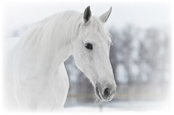 white horse portrait close up in winter