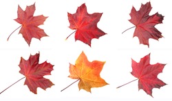 autumn maple red yellow leave isolated on white background  