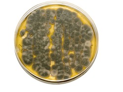 Mold colonies growing on an agar plates.