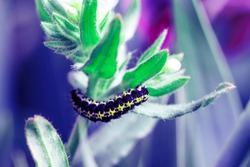 caterpillar is on the green leaves